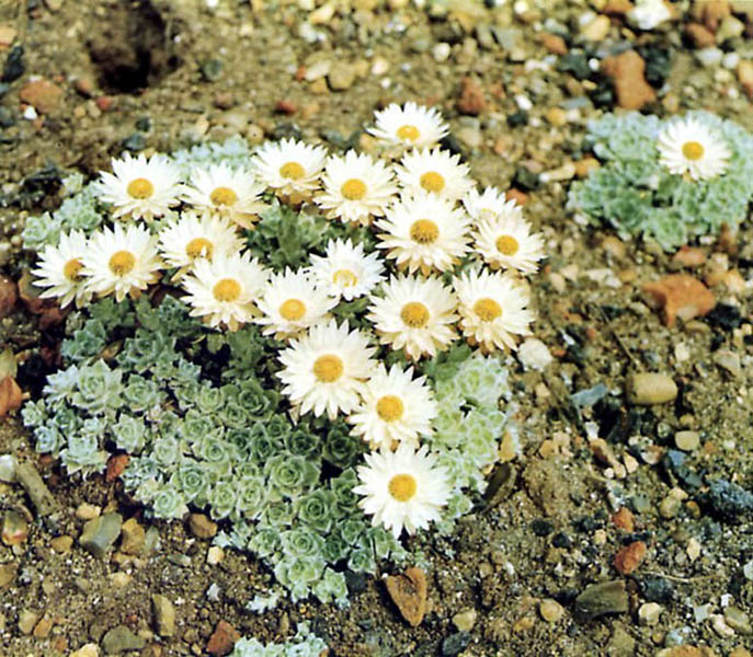 Helichrysum milfordiae photo